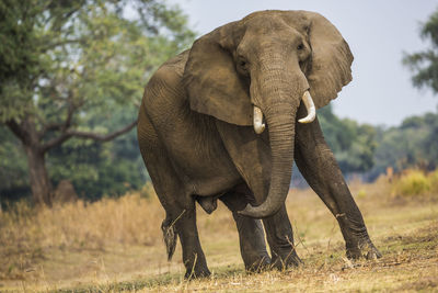 Elephant in a field