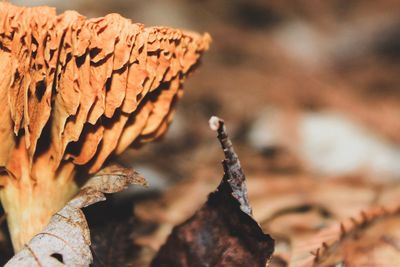 Close-up of fungus growing outdoors