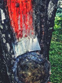 Close-up of tree trunk