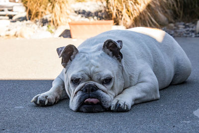 Portrait of a dog resting