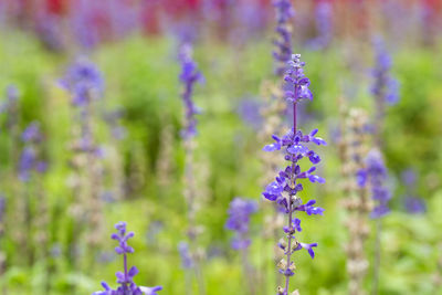 Close-up of purple flowering plants on field