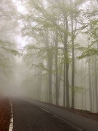 Empty road amidst trees in forest