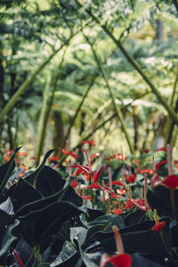 Close-up of red flowering plant