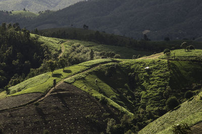 Rice terrace in northern thailand