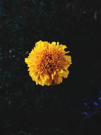 Close-up of yellow flower