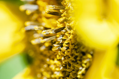 Close-up of yellow flowering plant