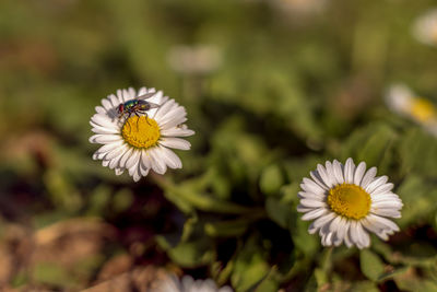 Close-up of white daisy