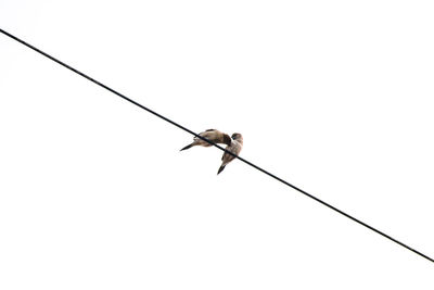 Low angle view of bird perching on cable against sky