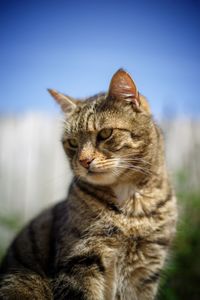 Close-up of a cat looking away