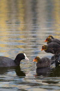 Coot with young birds swimming on lake