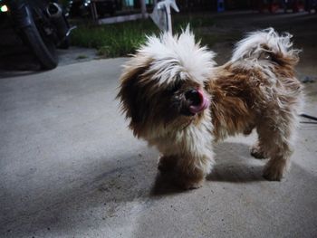 Dog on street in city