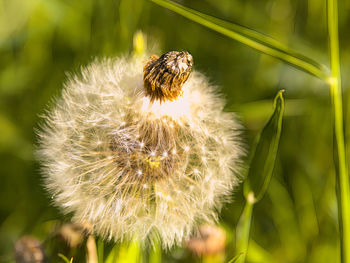 Close-up of honey bee on dandelion