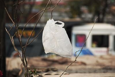 Close-up of white decoration hanging on twig