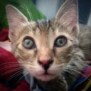 Close-up portrait of a cat
