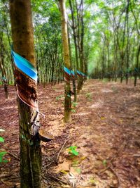 Plants growing on wooden post in forest
