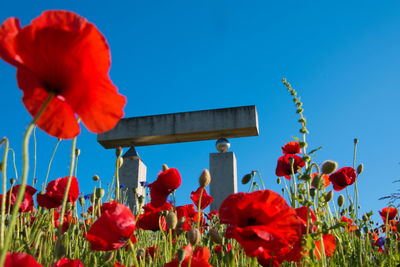 Close-up of red poppy flowers against sky