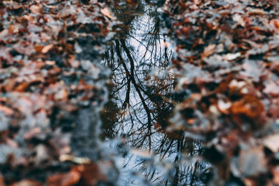 High angle view of trees reflecting on water amidst autumn leaves