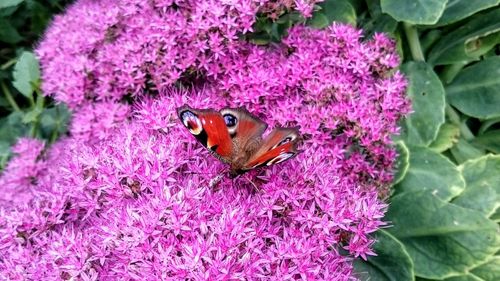 Close-up of butterfly pollinating on purple flower