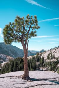 Trees on landscape against clear blue sky