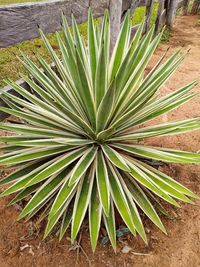 Close-up of plant