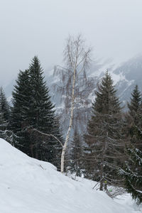 Trees on snow covered landscape