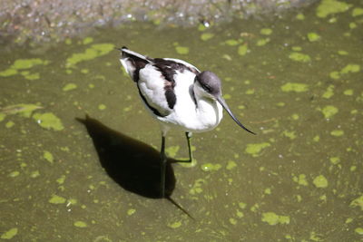 Close-up of bird standing in water