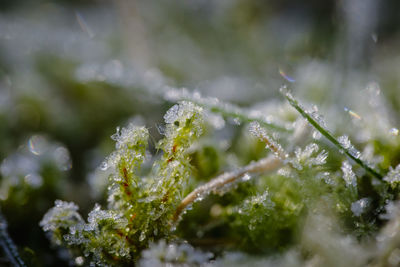nature