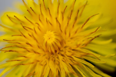 Full frame shot of yellow flower