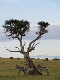 Side view of a horse on landscape