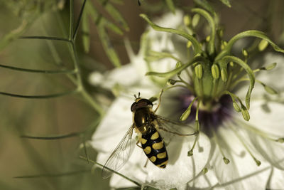 Close-up of butterfly pollinating on flower