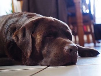 Close-up of a dog sleeping at home