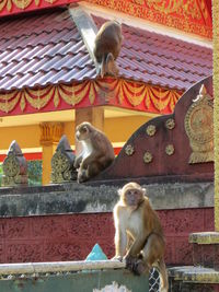 Two cats sitting outside temple