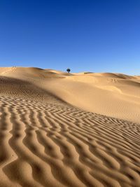 Lone tree in desert