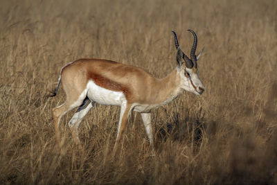 A lone springbok in south africa