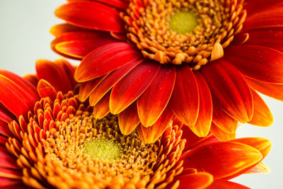 Close-up of red gerbera daisies against white background