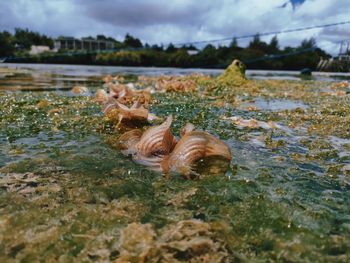 Throw sea and seaweed in the water