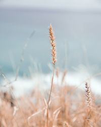 Close-up of stalks in field against sky