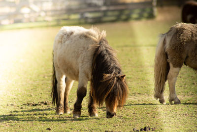 Horses in a field