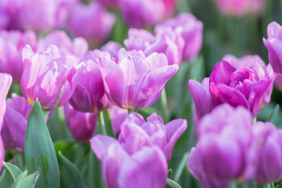 Close-up of pink tulips