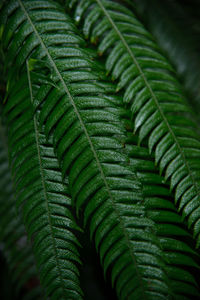 Beautiful large deep green leaves from the panamanian rain forest