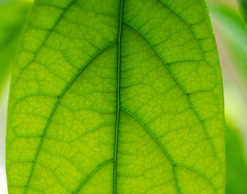 Full frame shot of leaf