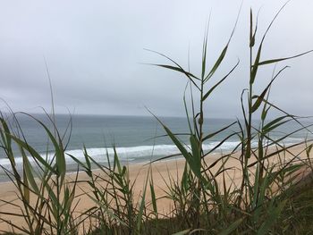 Grass by sea against sky