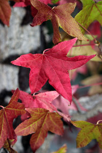 Close-up of red maple leaves on plant