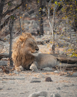 View of a cat on ground