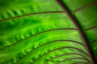 Close-up of palm leaf