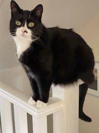 Close-up of black cat