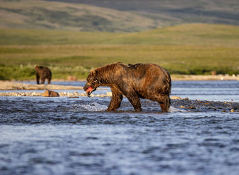 Big brown bear walks in shallow river and caught a king salmon