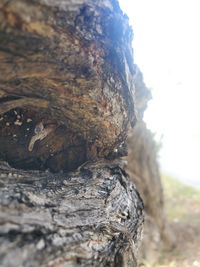 Close-up of tree trunk