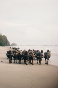 Buffalo hordes walking along the beach buffalo soldier