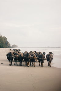 Group of horses on the beach